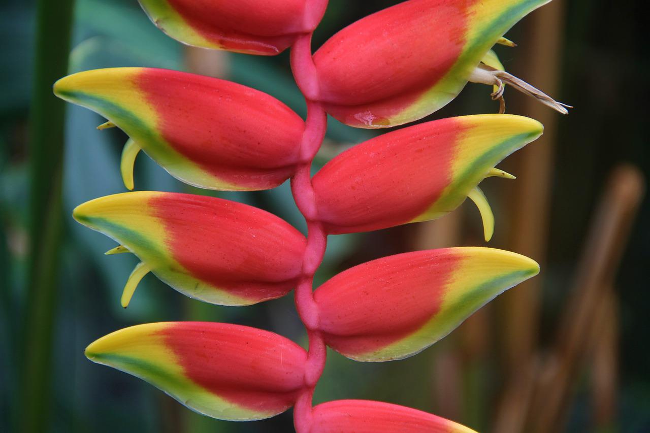 La historia detrás de las flores: el protocolo y la regla que complica el gesto