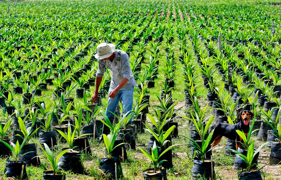 La palma exhibe cifras récord y espera señales del próximo gobierno