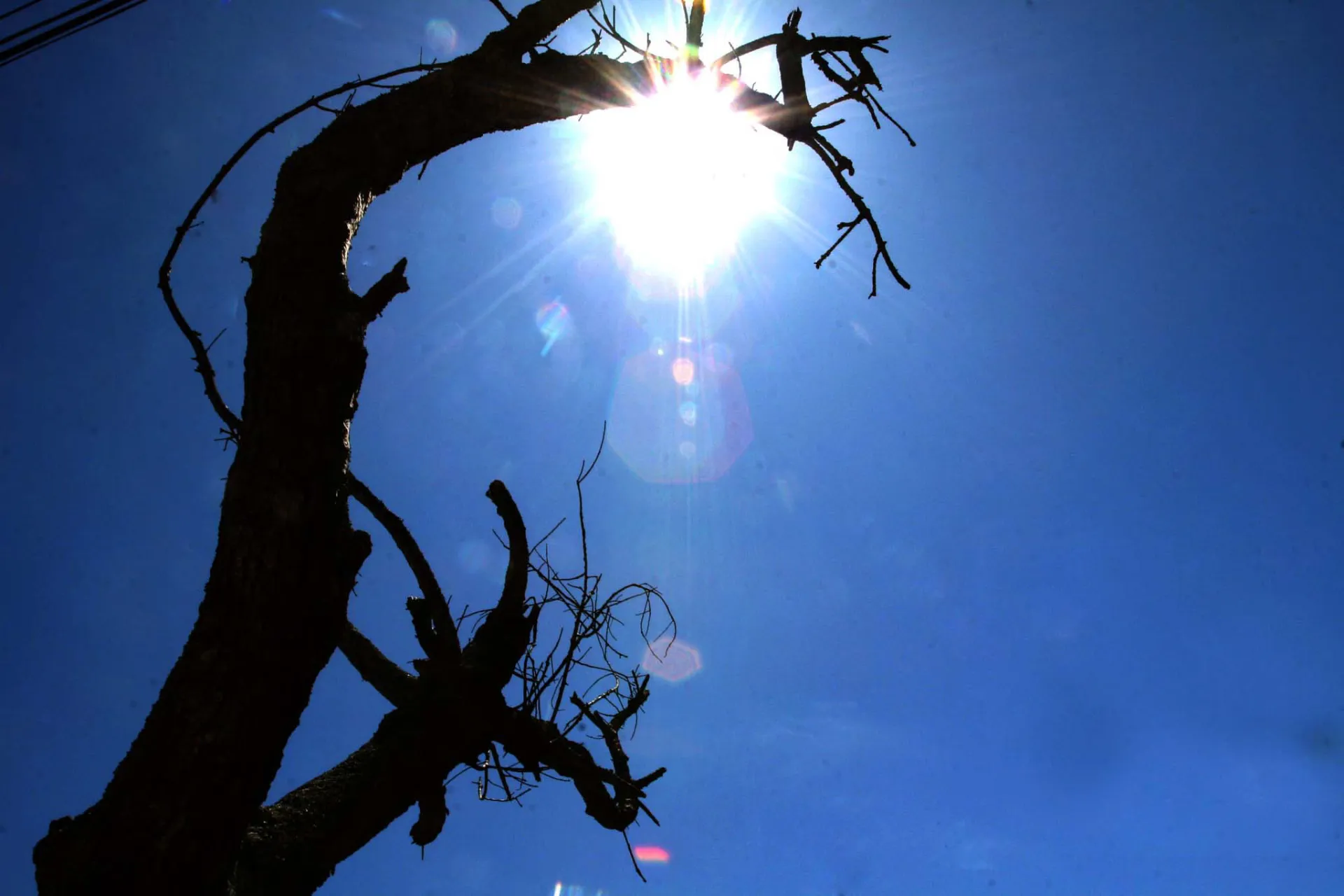 Tragedia en Francia: ola de calor extrema rompe récords y deja 40 muertos