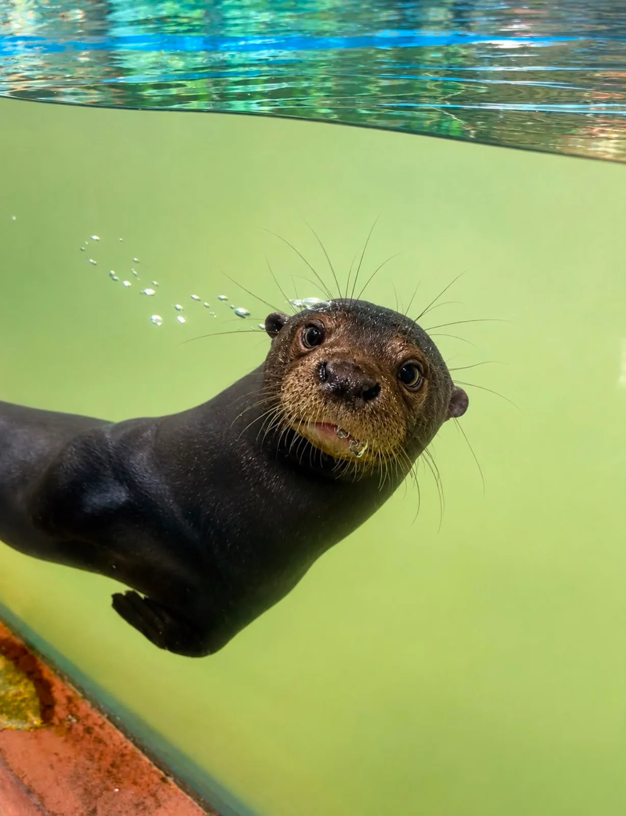 Las historias de supervivencia que alberga el Bioparque Los Ocarros
