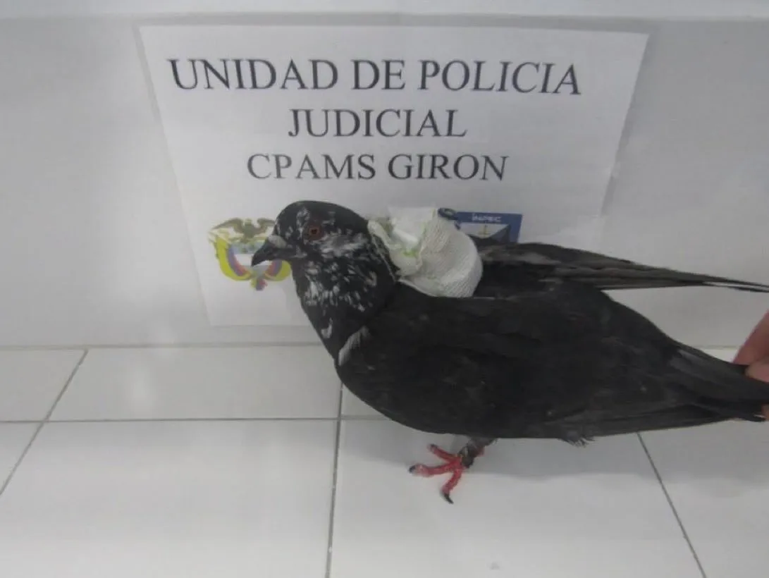 INPEC intercepta paloma mensajera utilizada para ingresar accesorios de celular en la cárcel de Palogordo