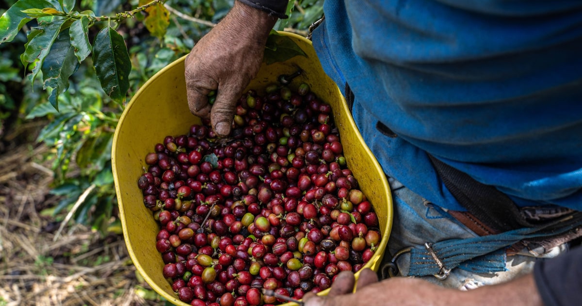 Exportaciones de café caen 13,8% hasta septiembre de 2026