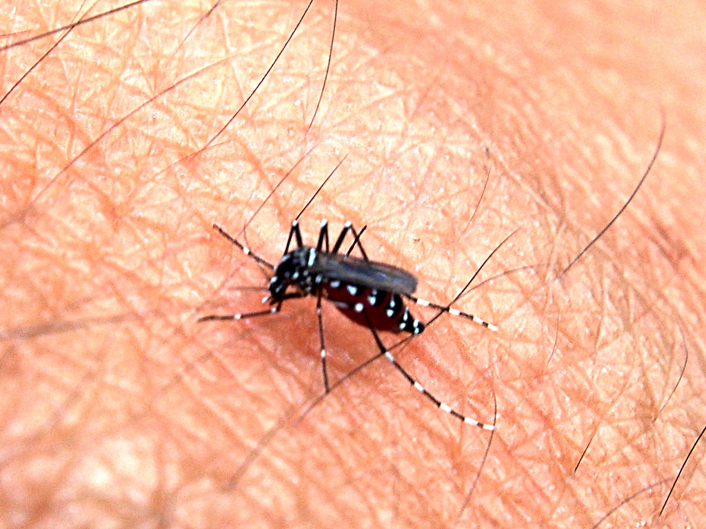 OPS advierte que El Niño eleva riesgo de dengue, cólera y leptospirosi
