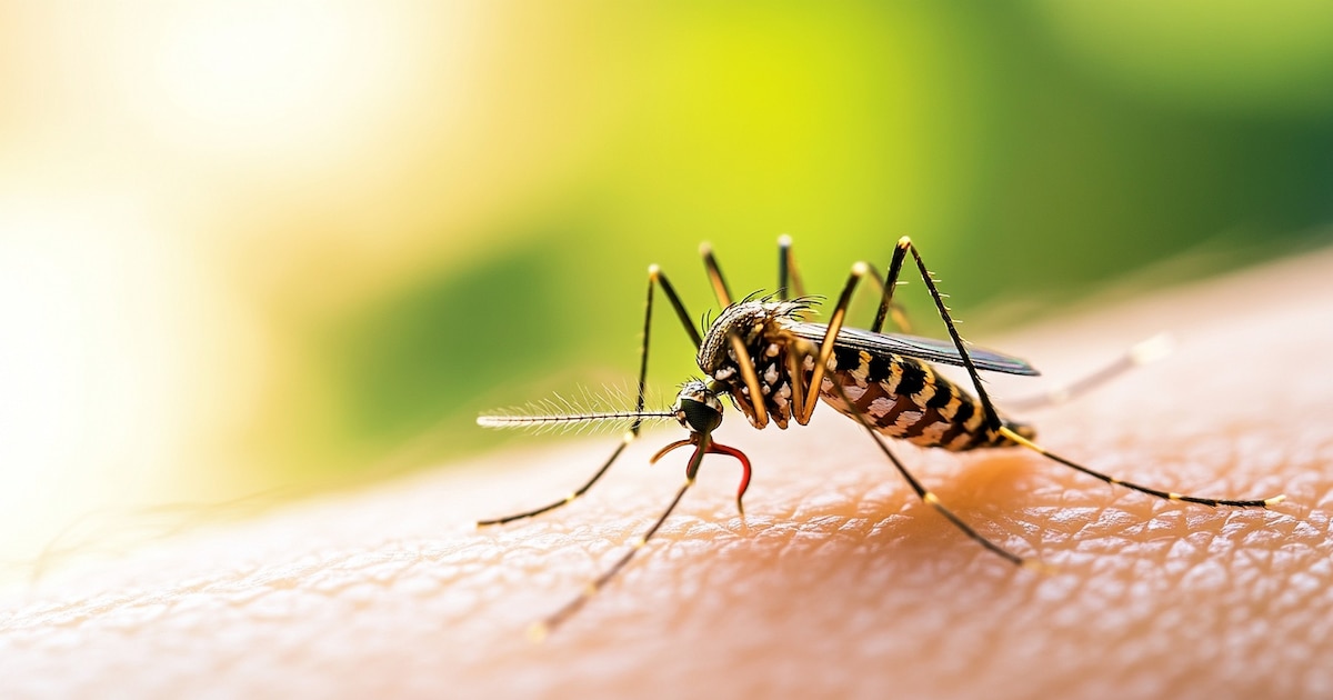 Cómo distinguir picaduras de insectos y cuándo acudir al médico