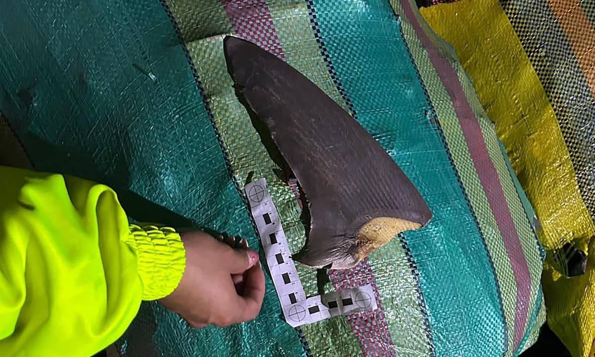 Policía incauta más de 4.200 aletas de tiburón en el Pacífico colombia