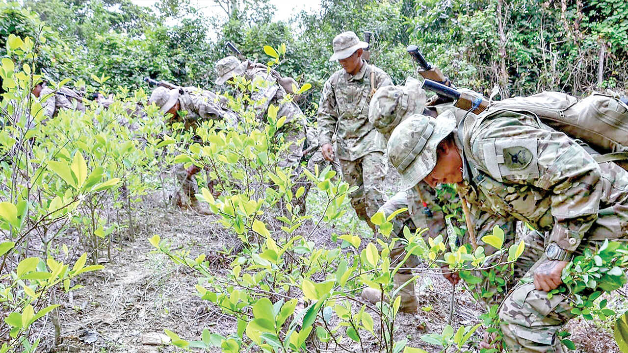Bolivia admite que la coca supera en 14.500 hectáreas el límite legal