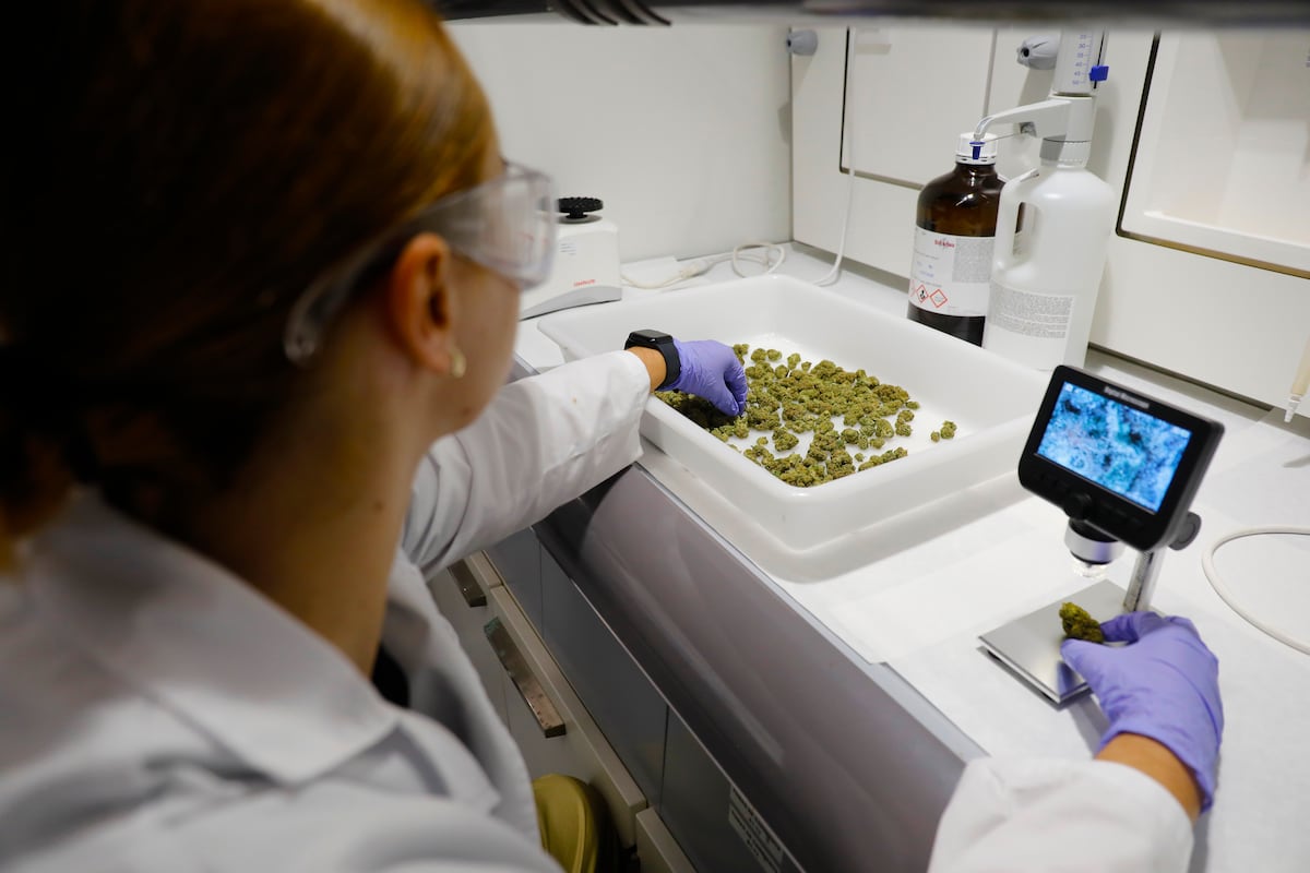 España regula el cannabis medicinal en hospitales para el dolor crónico