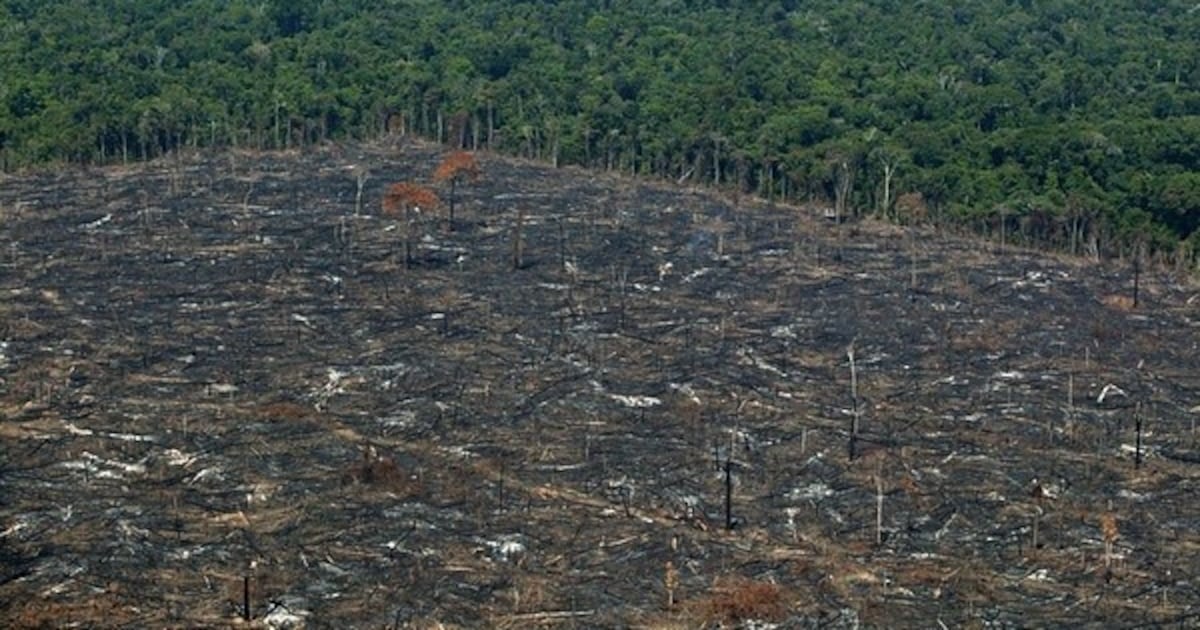 Deforestación en la Amazonia de Brasil cae a su nivel más bajo desde 1988