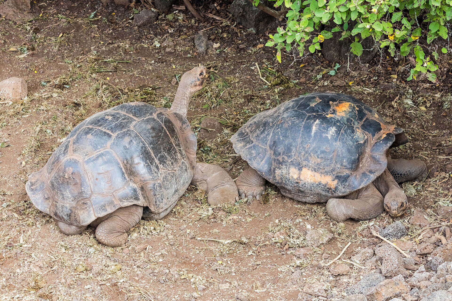 Ecuador presenta un nuevo atlas de las especies de Galápagos