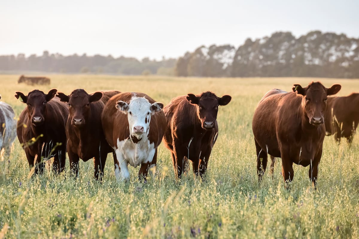Frigoríficos argentinos piden trazabilidad para exportar carne a la UE