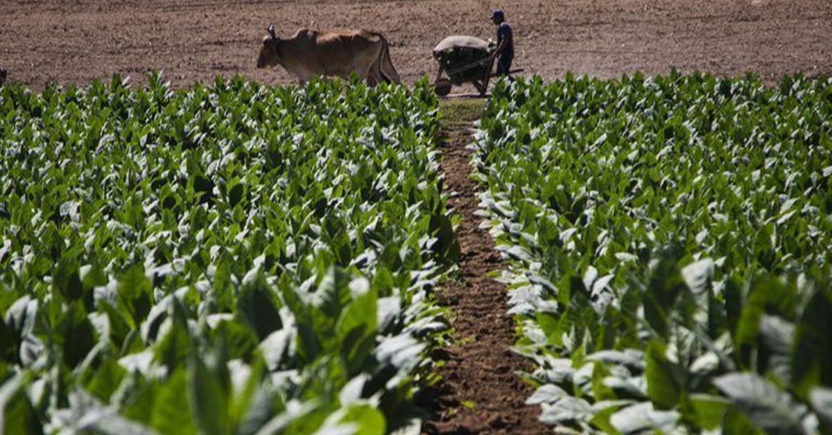 Cuba: falta de diésel obliga a tabacaleros de Holguín a usar bueyes