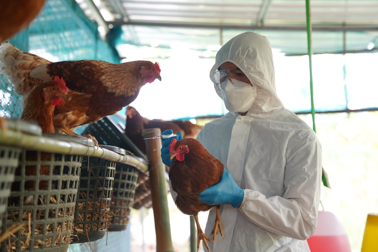 Paraguay prohíbe importar aves de Brasil por brote de Newcastle