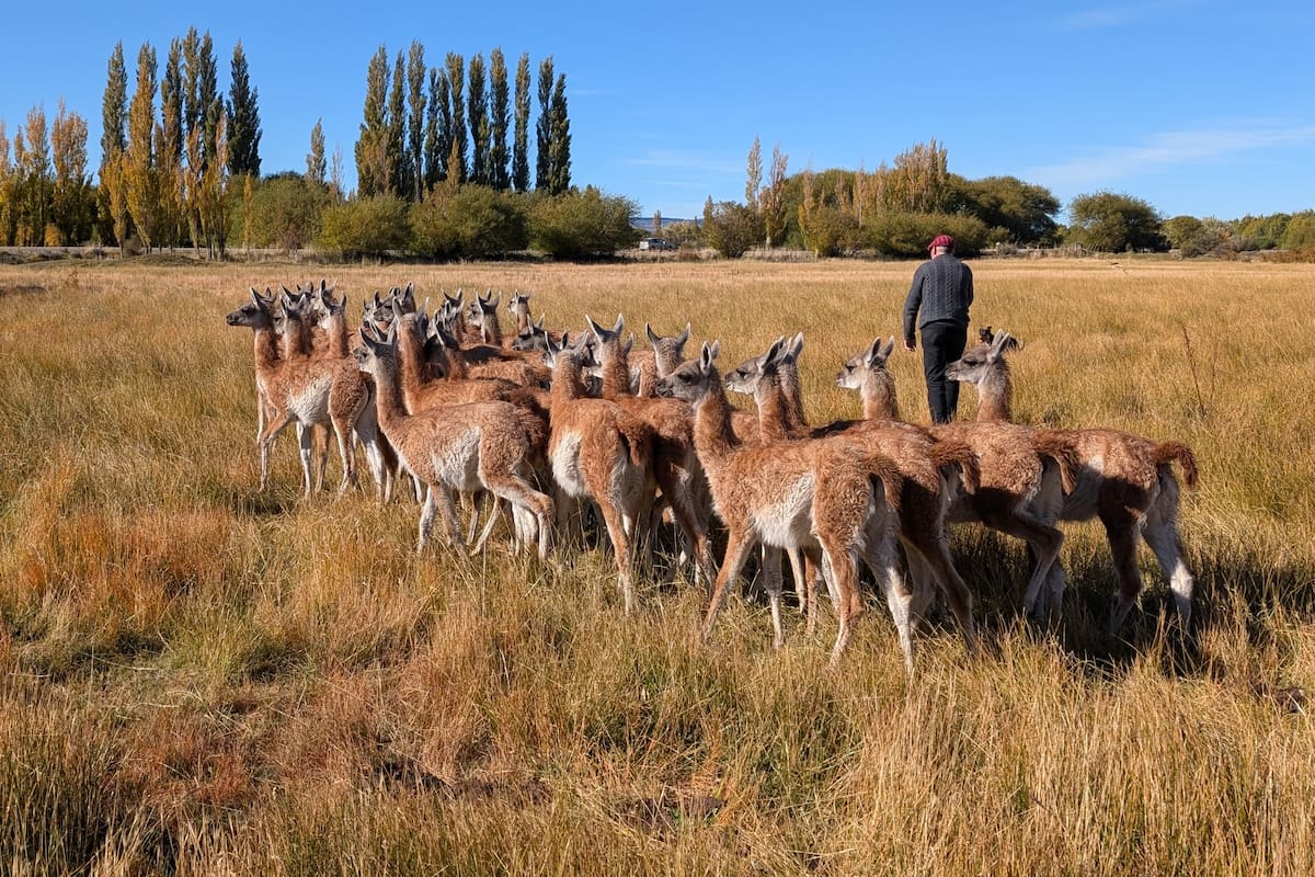 Argentina: productores de Santa Cruz amansan guanacos y exportan su fibra