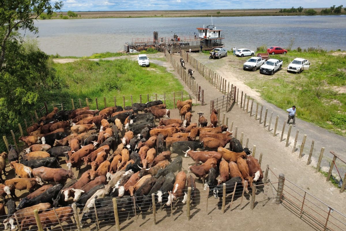Argentina: miles de vacunos salen de las islas del Paraná por las inundaciones